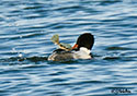 Mergus merganser